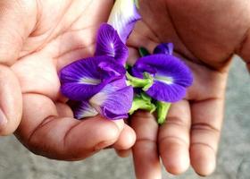 Lila Schmetterlingserbsenblume clitoria ternatea ist gut für die Gesundheit Kräutertee, eine tropische Pflanze mit schönen Blütenblättern und grünen Blättern foto