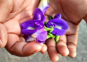 Lila Schmetterlingserbsenblume clitoria ternatea ist gut für die Gesundheit Kräutertee, eine tropische Pflanze mit schönen Blütenblättern und grünen Blättern foto