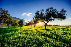 Baumschatten mit Sonnenuntergang foto