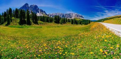 Blumenwiese in den Alpen foto