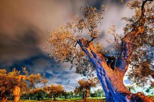 gelber Baum und Sternenhimmel foto