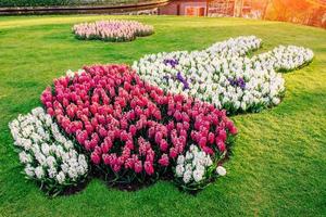 Blumenbeet mit Frühlingsblumen im Park foto