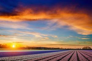 Hyazinthenfeld bei Sonnenuntergang. Niederlande foto