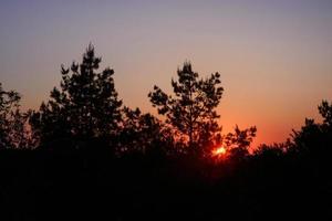 Sonnenuntergang durch die Bäume foto