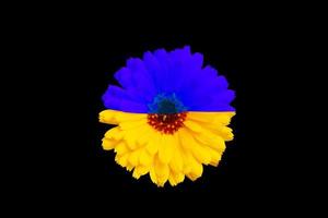die blume ist mit der gelb-blauen farbe der ukrainischen flagge auf schwarzem hintergrund getönt foto