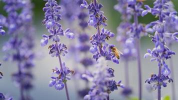 Biene auf der Suche nach Nektar von lila Lavendelblüten. tierisches Konzept foto