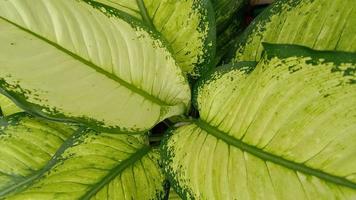 Zierpflanze mit schönen grünen und weißen Blättern foto
