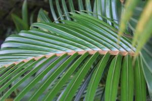 grüne Palmblätter mit orangefarbenen Stielen foto