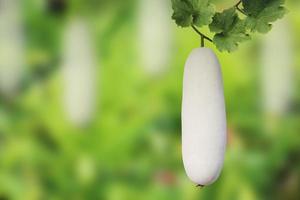 wintermelone, benincasa hispida oder grüne luke, die an der rebe hängt, mit grünen blättern, die auf einem natürlichen unscharfen hintergrund mit beschneidungspfad isoliert sind. foto