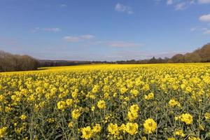 Rapsblüte in der Landschaft von East Sussex in der Nähe von Birkenhain foto