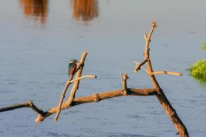 Eisvogel in den Rainham-Sümpfen foto