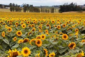 Ein Feld voller Sonnenblumen in Neuseeland foto