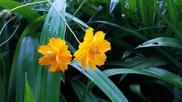 Unschärfe gelbe Farbe Blume am Morgen. Naturhintergrund schöne grüne Blätter. Wassertropfen nach dem Regen. foto