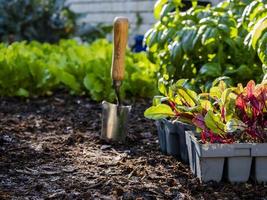 Tabletts mit Rote-Bete-Setzlingen, die zum Umpflanzen in einen heimischen Gemüsegarten bereit sind foto