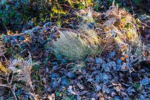 Frostige Pflanzen im Naturschutzgebiet Chailey in East Sussex foto