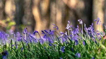 ein Büschel Glockenblumen, die in der Frühlingssonne blühen foto