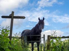 dunkles pferd in einem feld bei kingscote in west sussex foto