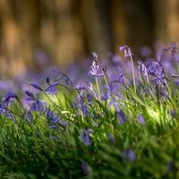 ein Büschel Glockenblumen, die in der Frühlingssonne blühen foto