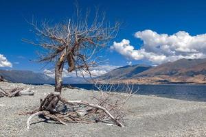 Toter Baum am Ufer des Lake Wanaka in Neuseeland foto