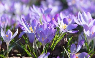 Blühende violette Krokusblumen in einem weichen Fokus an einem sonnigen Frühlingstag foto