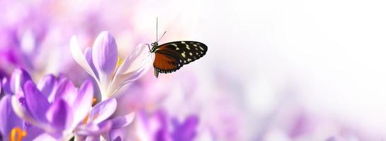 Krokusblumen in weichem Fokus an einem sonnigen Frühlingstag mit Schmetterling foto