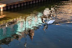 Höckerschwan, der entlang des alten Flusses Nene schwimmt foto