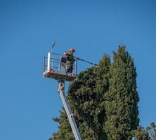 Gärtner beschneidet Baum auf mobiler Plattform foto