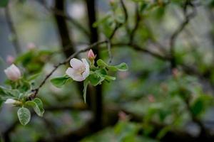 Blühender Pfirsichbaum foto