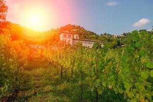 Weinrebenreihen in den lombardischen Hügeln foto