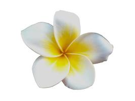 weiße Plumeria- oder Frangipani-Blume isoliert auf weißem Hintergrund foto