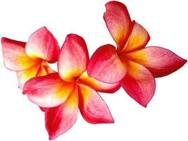 Plumeria- oder Frangipani-Blume isoliert auf weißem Hintergrund foto