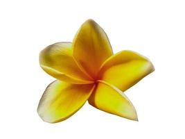 gelbe Plumeria- oder Frangipani-Blume isoliert auf weißem Hintergrund foto