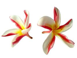 Plumeria- oder Frangipani-Blume isoliert auf weißem Hintergrund foto