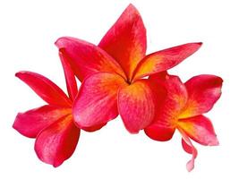 rote Plumeria- oder Frangipani-Blume isoliert auf weißem Hintergrund foto