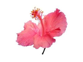 Hibiskus-Anbaublume isoliert auf weißem Hintergrund foto