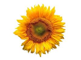 Sonnenblume lokalisiert auf weißem Hintergrund foto
