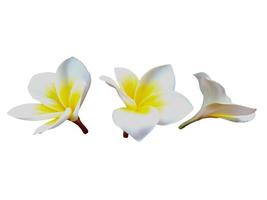 weiße Plumeria- oder Frangipani-Blume isoliert auf weißem Hintergrund foto