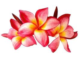 Plumeria- oder Frangipani-Blume isoliert auf weißem Hintergrund foto