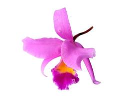 Schöne lila Cattleya-Orchideenblumen isoliert auf weißem Hintergrund foto