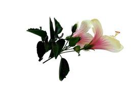 Hibiskus-Anbaublume isoliert auf weißem Hintergrund foto