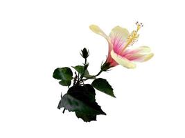 Hibiskus-Anbaublume isoliert auf weißem Hintergrund foto
