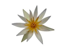 Lotusblume lokalisiert auf weißem Hintergrund foto