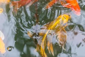 Japanische Koi-Fische schwimmen im Teich foto