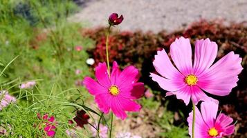 sommerfeld mit rosa gänseblümchen, die auf der blumenwiese wachsen. foto