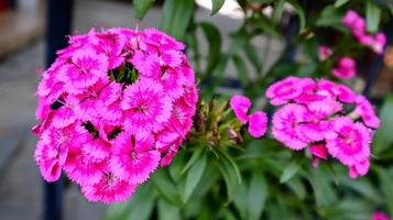 schöne rosa blühende süße williamblumen, dianthus barbatus. foto