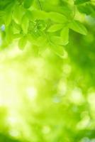 Natur des grünen Blattes im Garten im Sommer. Natürliche grüne Blätter Pflanzen, die als Frühlingshintergrund-Deckblatt-Grün-Umwelt-Ökologie-Tapete verwendet werden foto