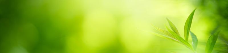 Natur des grünen Blattes im Garten im Sommer. Natürliche grüne Blätter Pflanzen, die als Frühlingshintergrund-Deckblatt-Grün-Umwelt-Ökologie-Tapete verwendet werden foto
