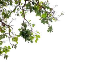 schöner Baum auf einem weißen Hintergrund natürliches Konzept foto