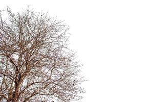 schöner Baum auf einem weißen Hintergrund natürliches Konzept foto