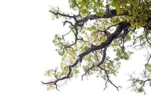 schöner Baum auf einem weißen Hintergrund natürliches Konzept foto